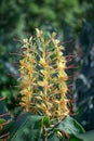 Kahili ginger, Hedychium gardnerianum, yellow flowers